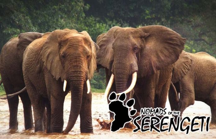 Nomaden der Serengeti