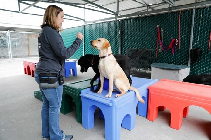 Jahrelanges Training ermöglicht Blindenhunden ihren Besitzern in allen Lebenssituationen zu helfen: (Bild: The Walt Disney Company)